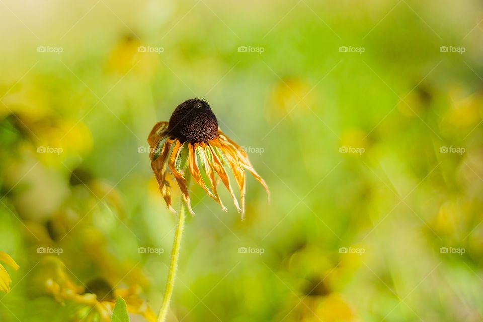 Dying sunflower