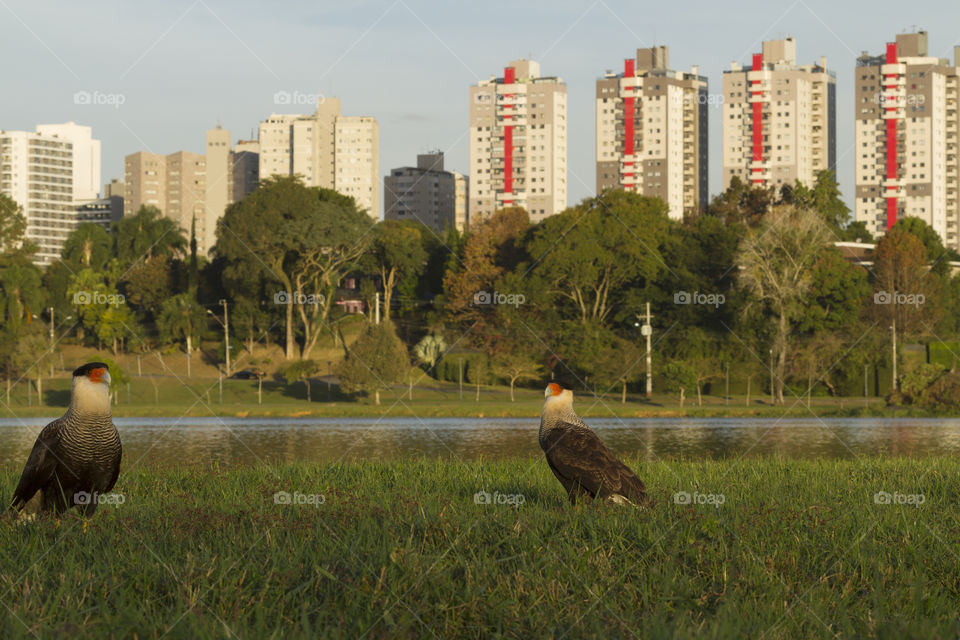 Caracara ( Polyborus plancus ) in Barigui Park, Curitiba Parana Brazil.