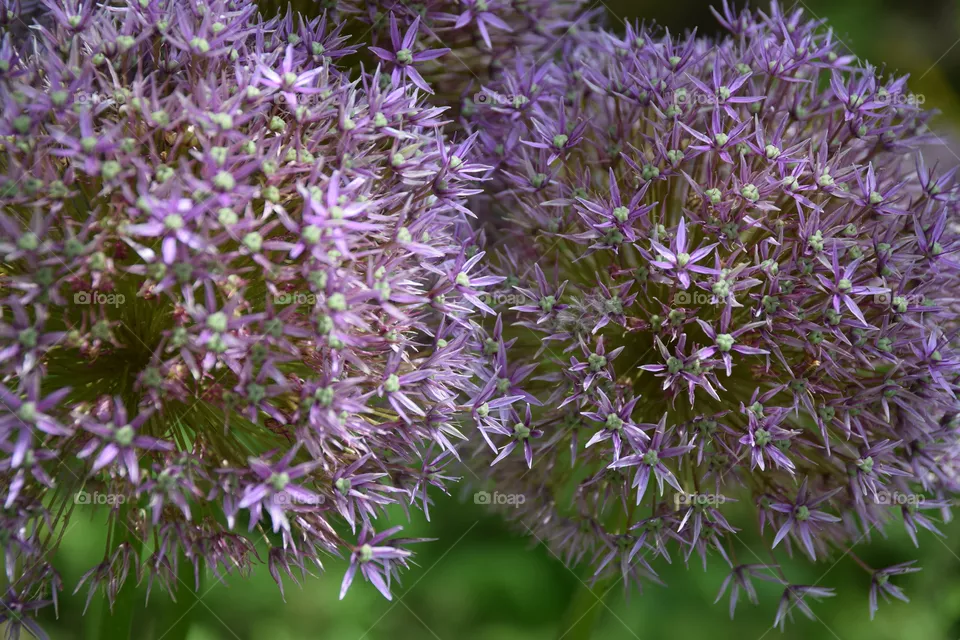 beautyful flowers