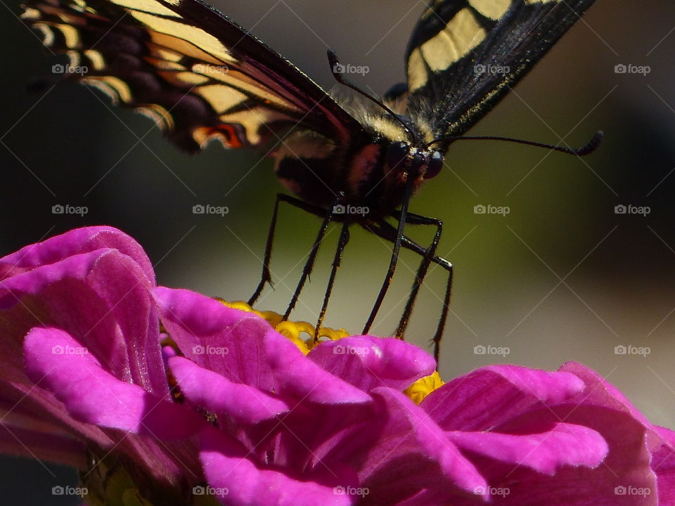 Close up of butterfly legs