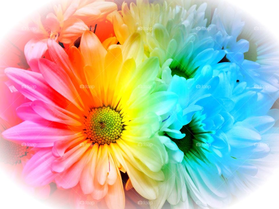  Multicolored daisies