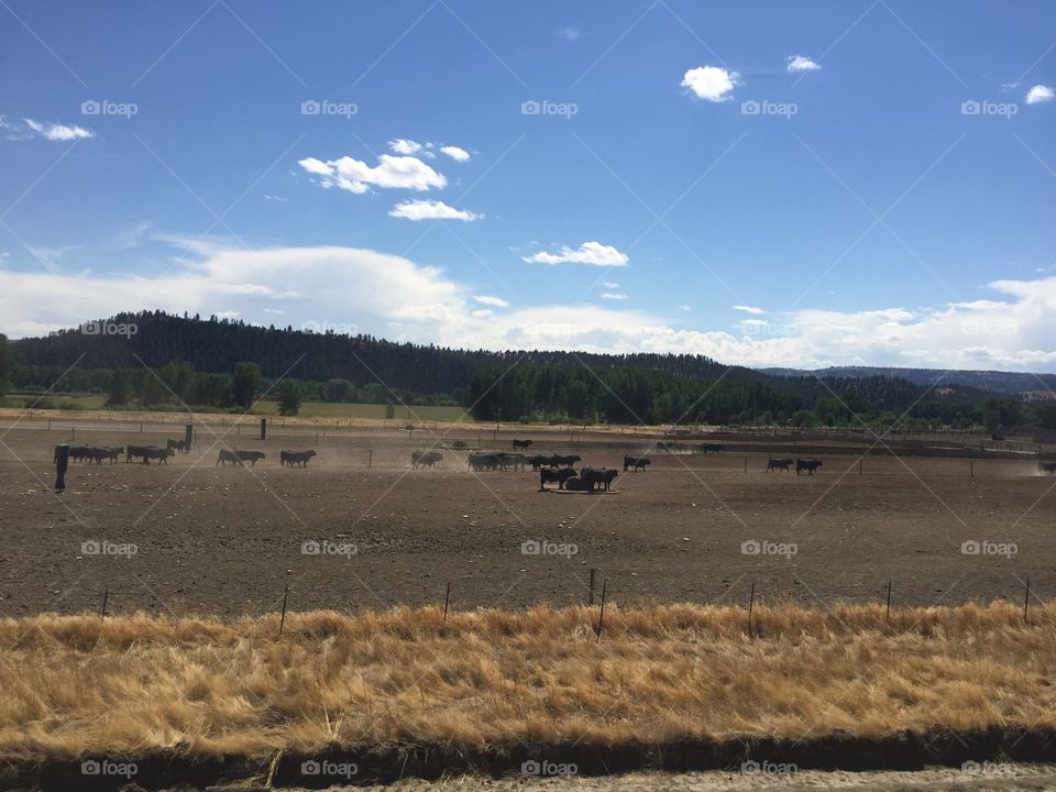 Agriculture, No Person, Landscape, Cropland, Outdoors