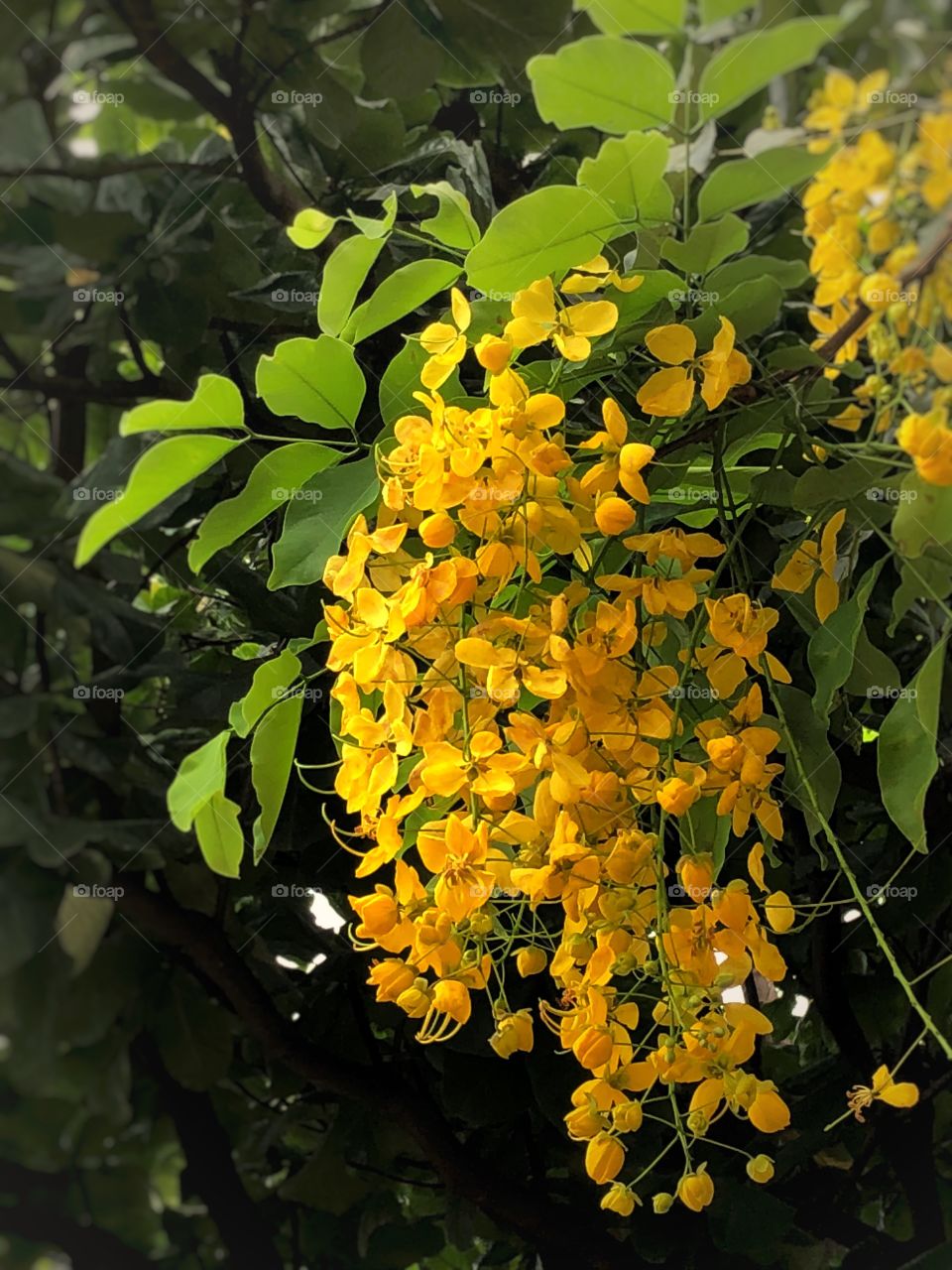 Flame tree yellow flowers, sweet acacia, acacia farnesiana