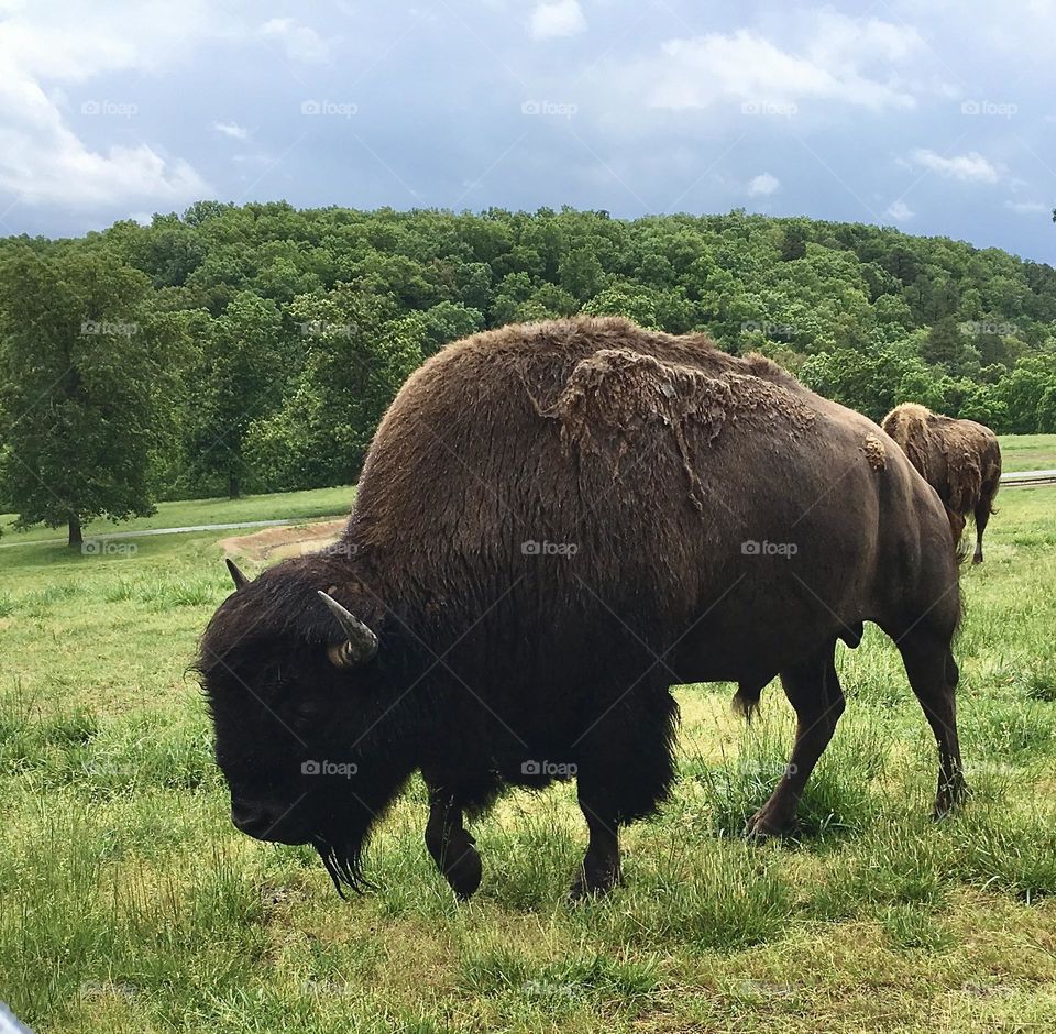 Walking Bull