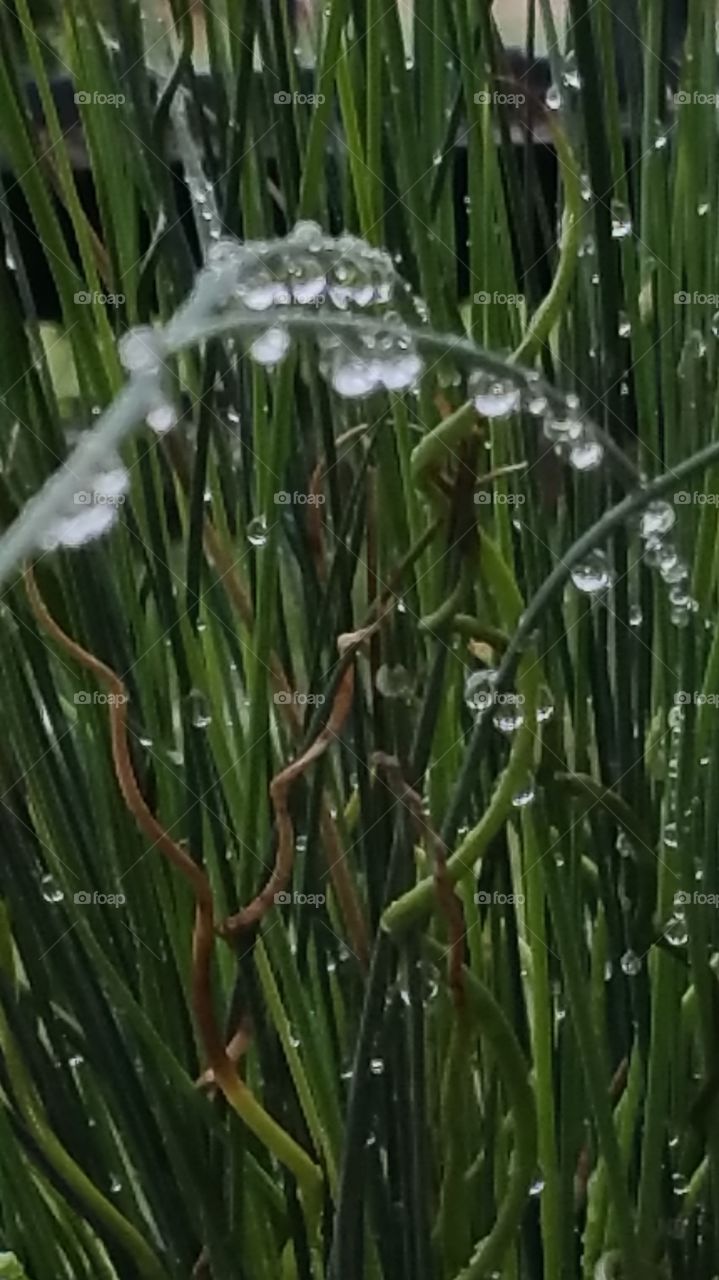 Rain Drops