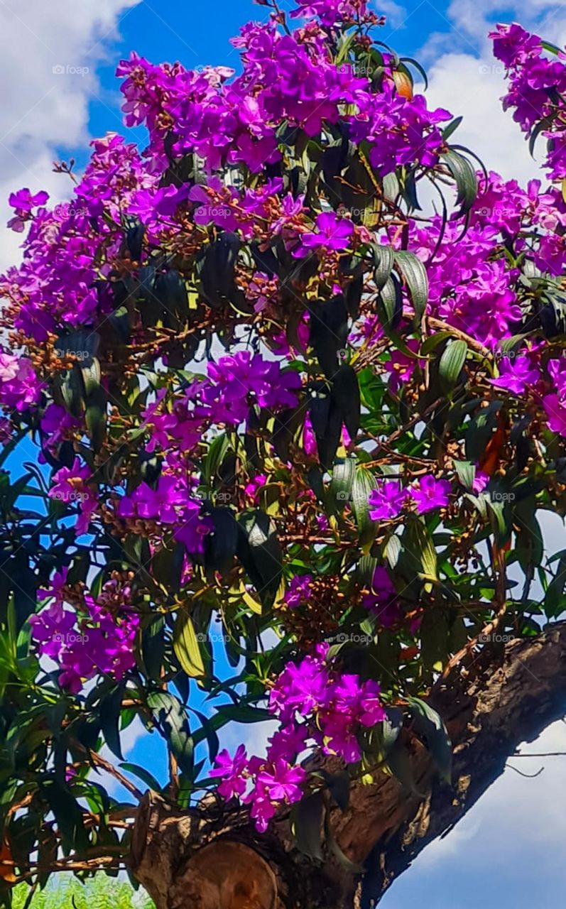 The Quaresmeira is a tree of remarkable beauty that enchants for the exuberance of its flowers, which are showy and of shades that vary between purple, violet and pink, arranged in terminal pyramidal clusters.