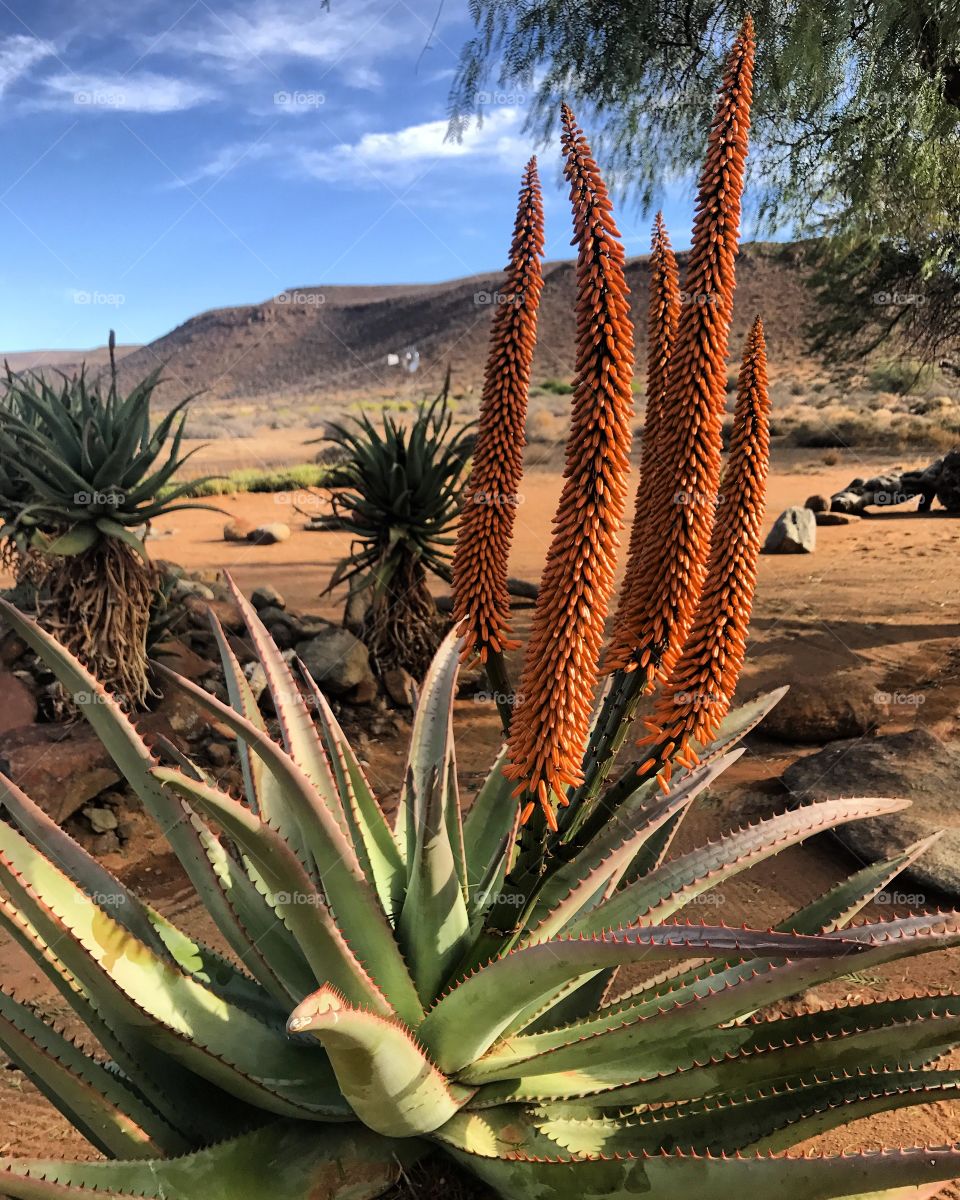Aloes in the desert. 