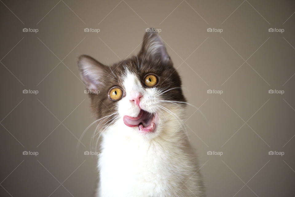 Funny cute cat isolated on gray background