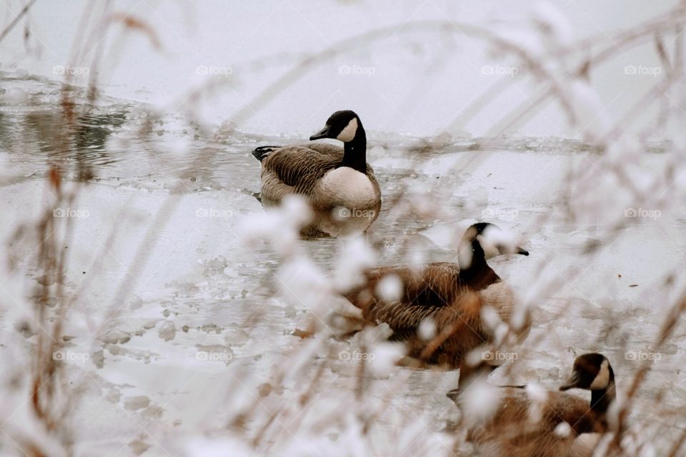 Geese in Winter