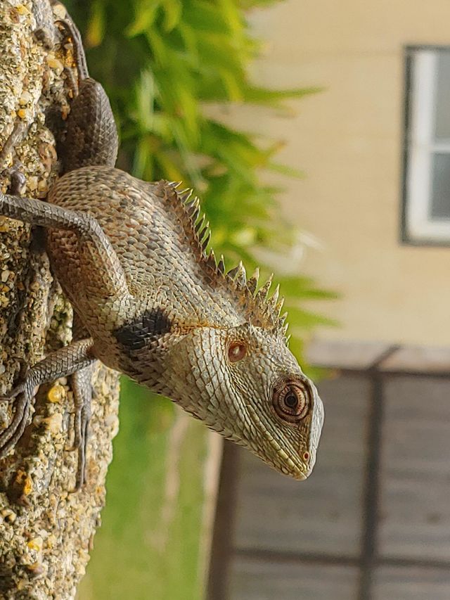 the lizard captured