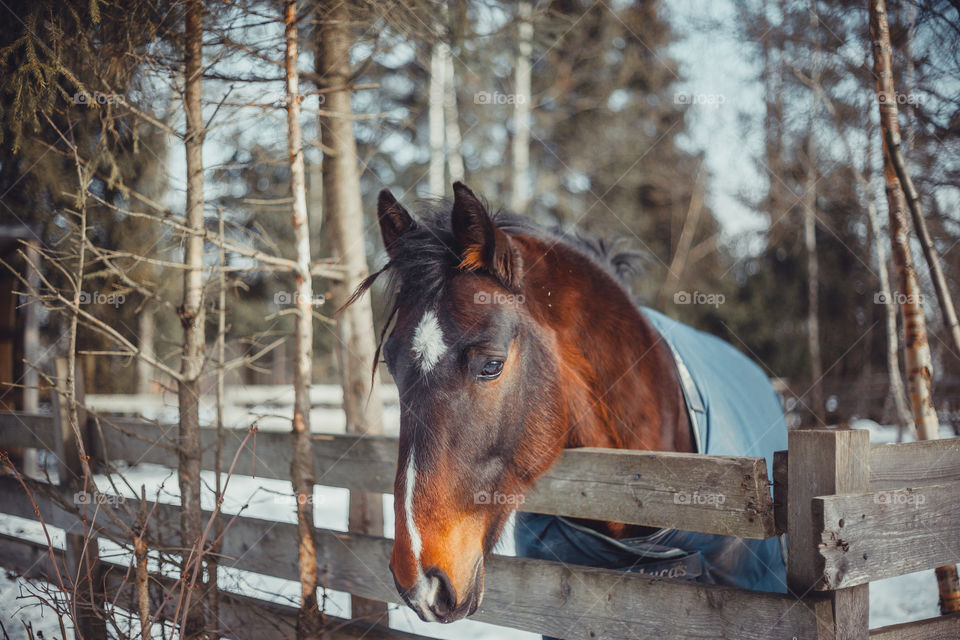 Chestnut horse in paddock at winter