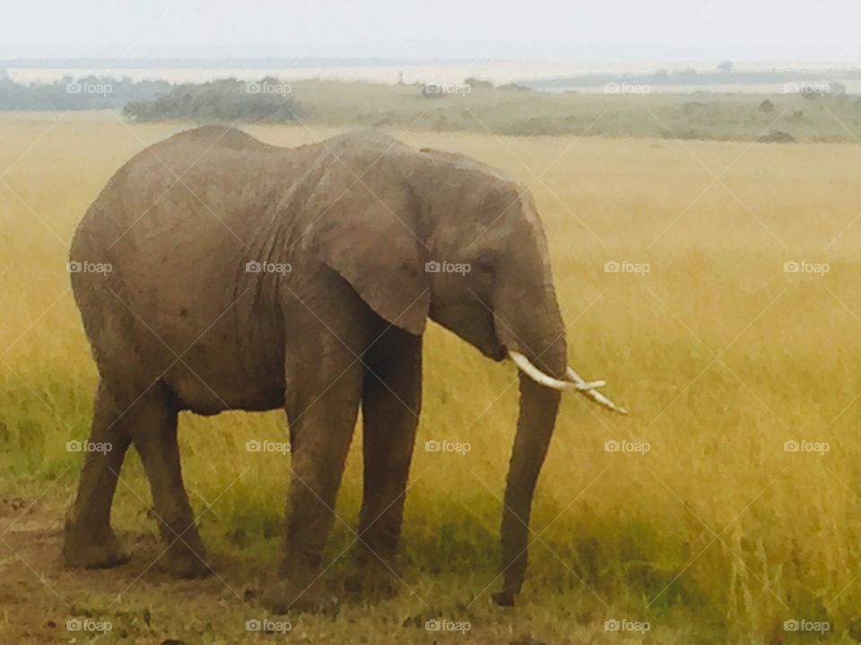 Elephant Kenya safari 