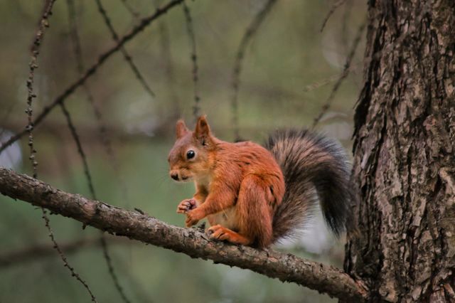 squirrel on a tree