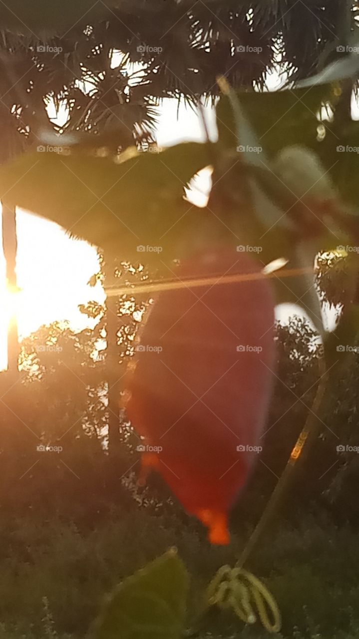 The sunset is very very beauty on the froot