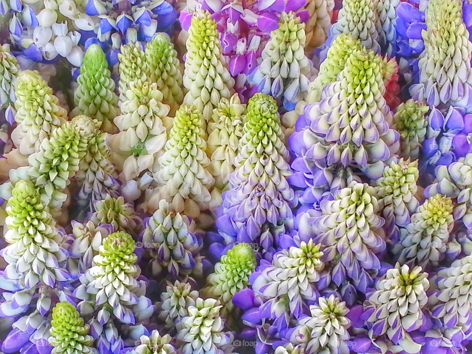 Lupine flowers