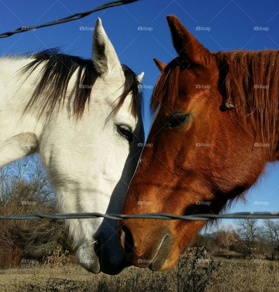 Two horses greeting each other in a pasture