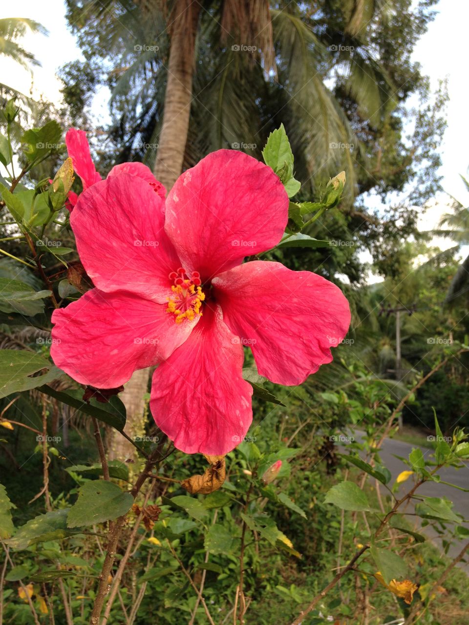 Flowers of Thailand . Wild Pink Flower of Thailand 
