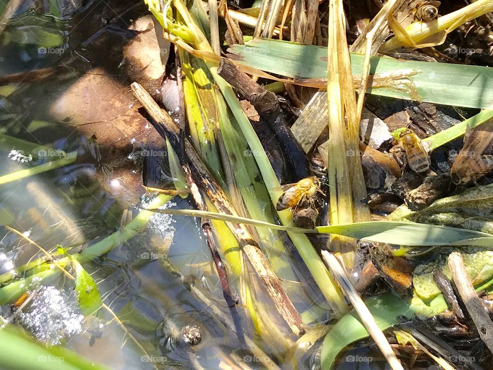 Thirsty Honeybees Visit the Lake
