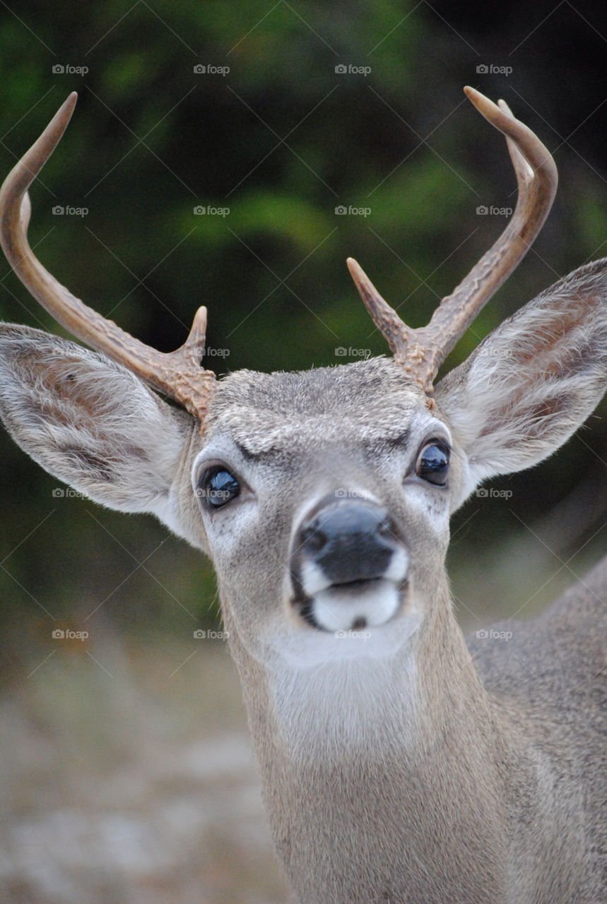 florida key tropical deer by brooke3793