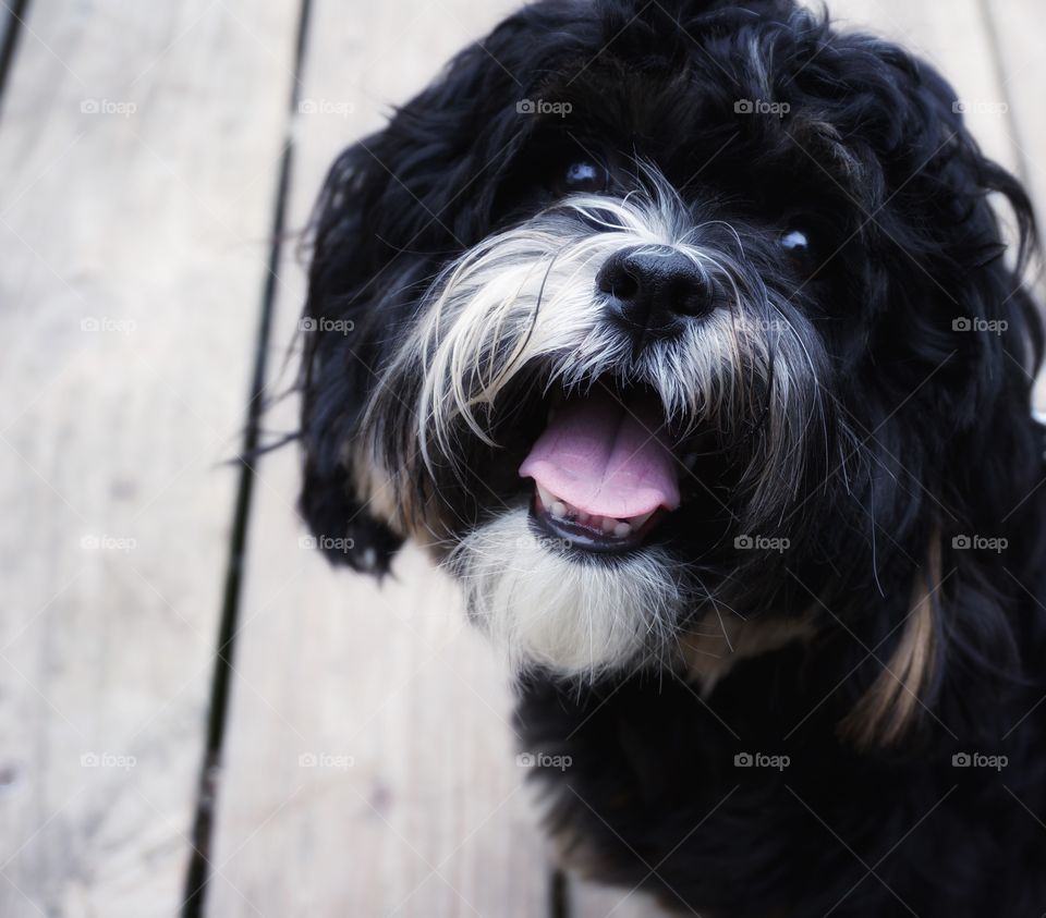 Close-up of a cute puppy