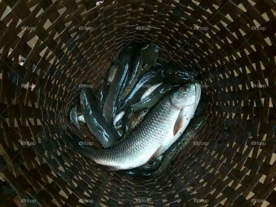 Lokal fishes in the basket