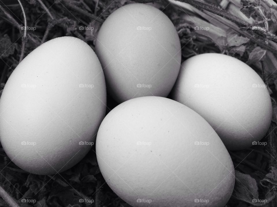 eggs