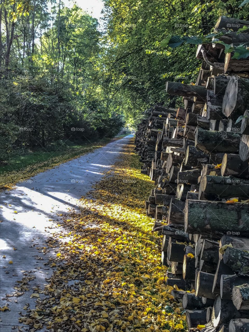 A bike path in the park with aside chopped trees