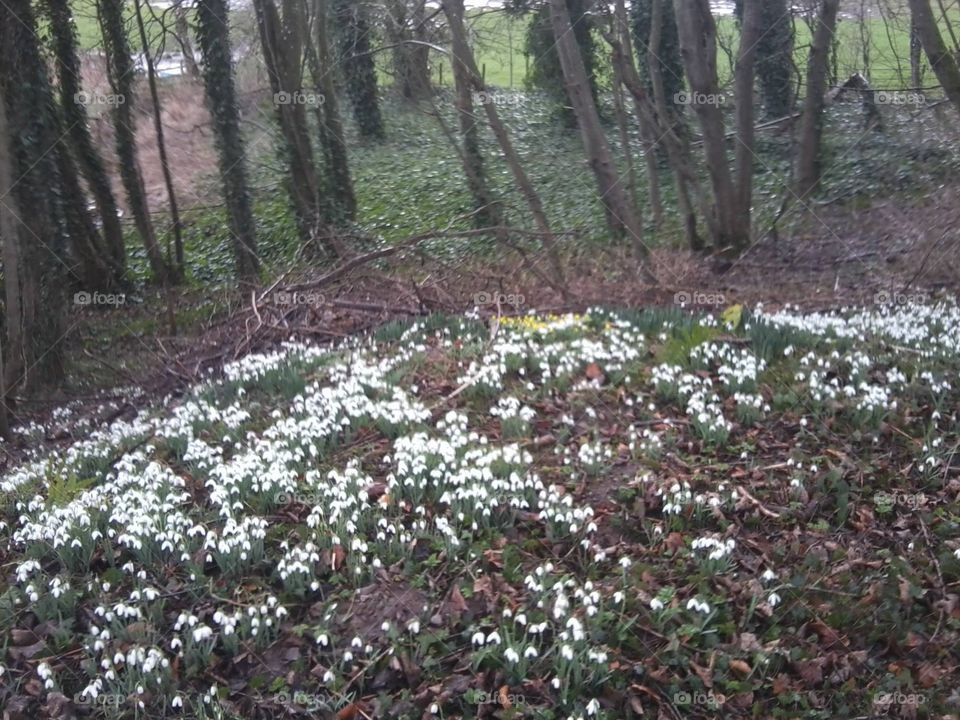 Wild snowdrops, plus a few crocuses, covering a bank in a countryside park with trees