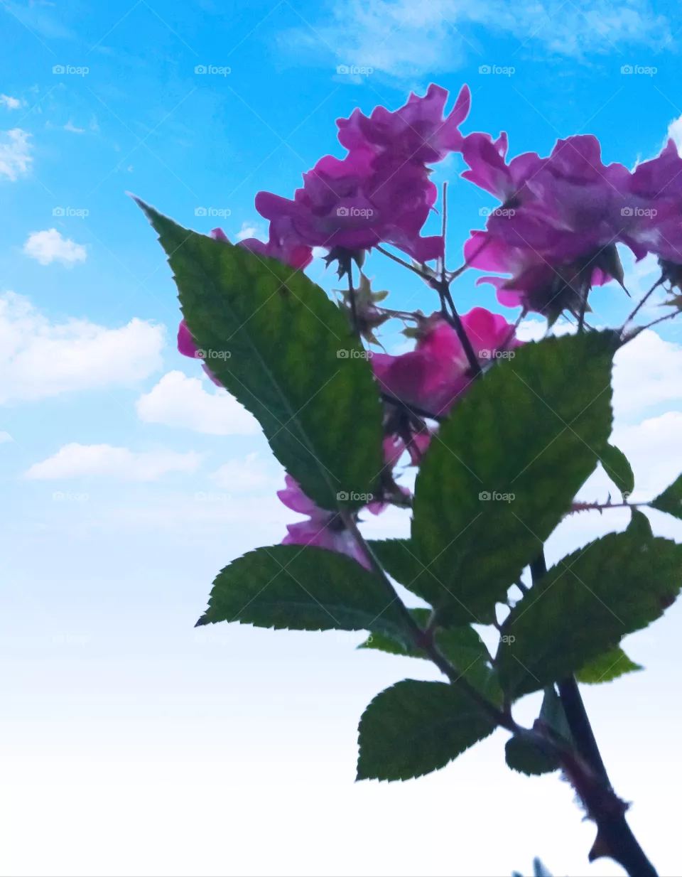Rose flowers