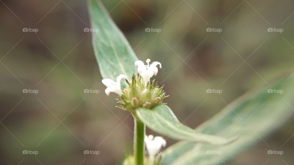 Spermacoce or false buttonweed is a genus of flowering plants in the family Rubiaceae. It comprises about 275 species found throughout the tropics and subtropics. Its highest diversity is found in the Americas, followed by Africa, Australia,sri lanka