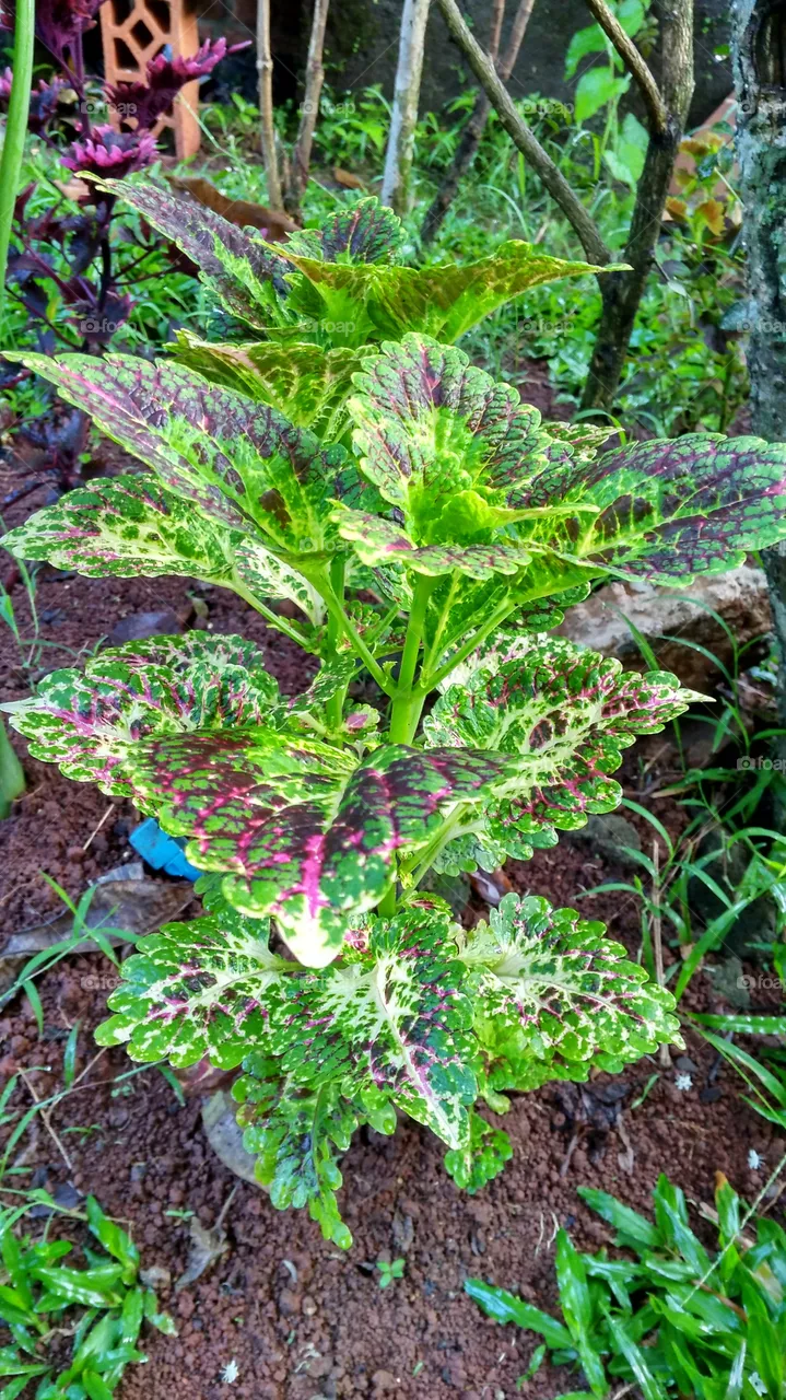plant