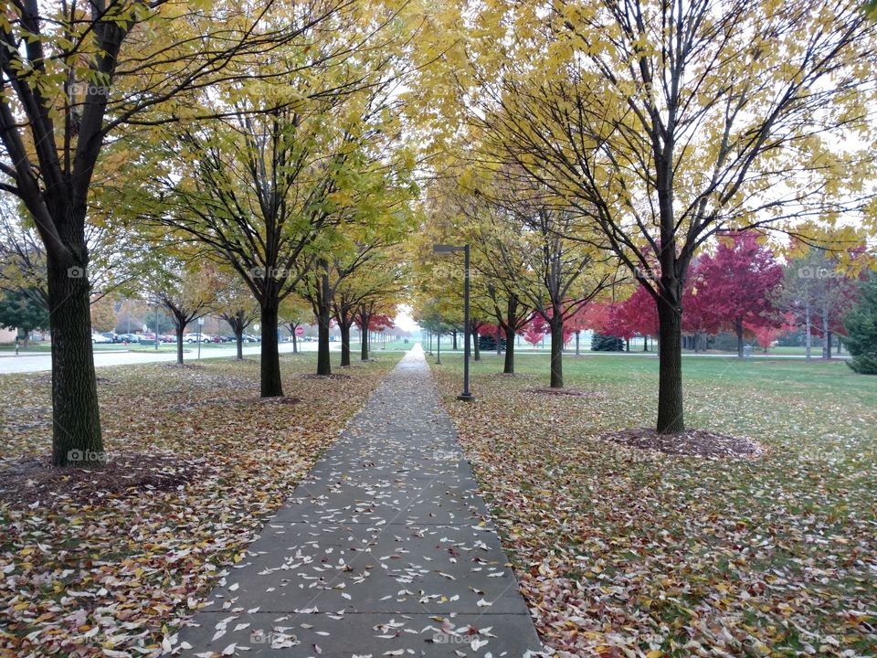 Trees lining park pathway
