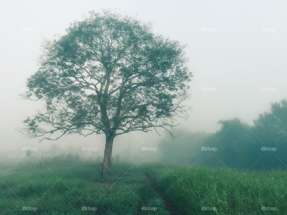 Early in the morning, a foggy day, amazing tree
