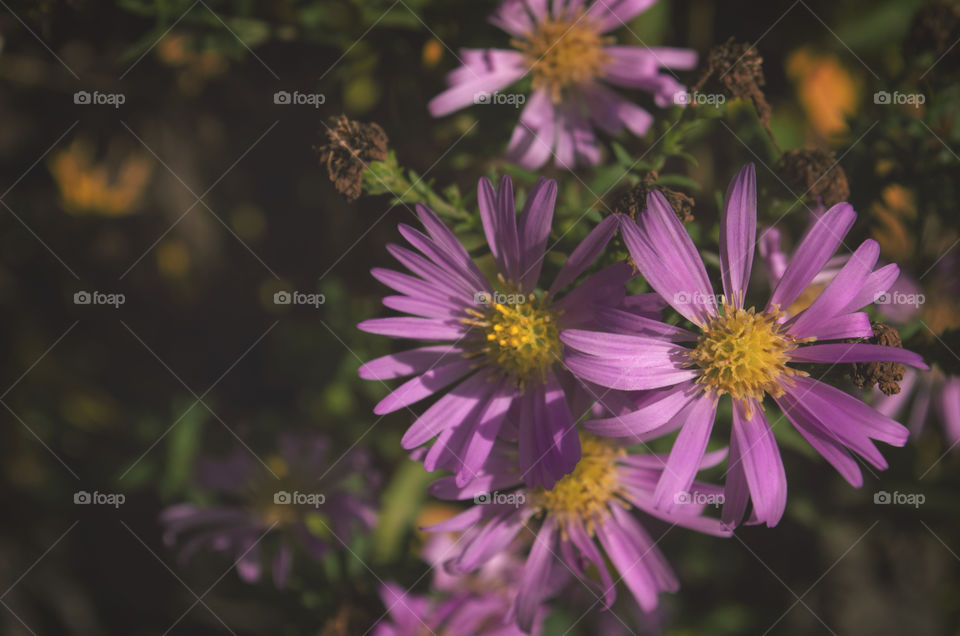 Garden flowers in the sunlight on a beautiful long summer day. I wouldn’t mind watching them all day. 