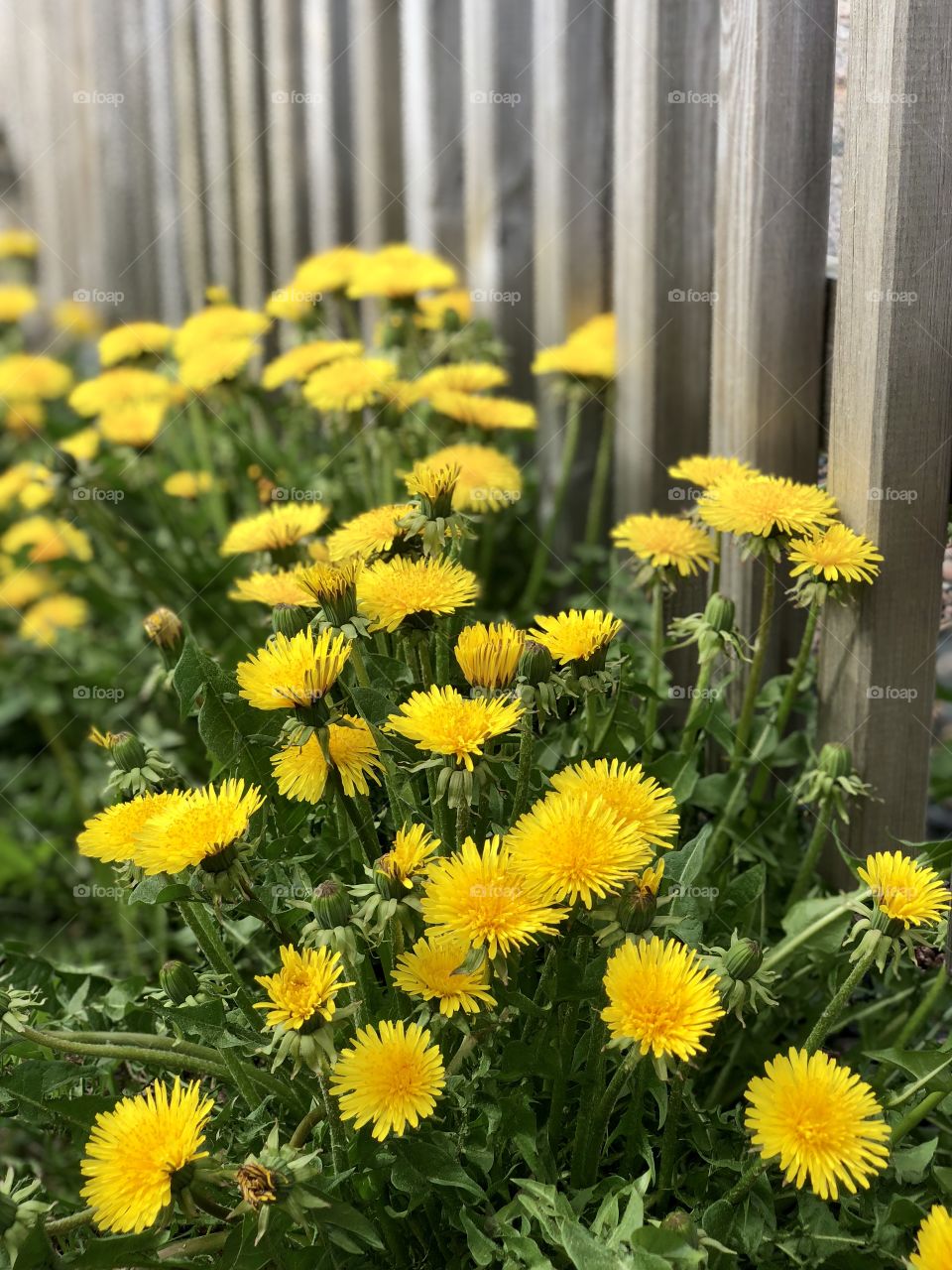 dandelion or weeds