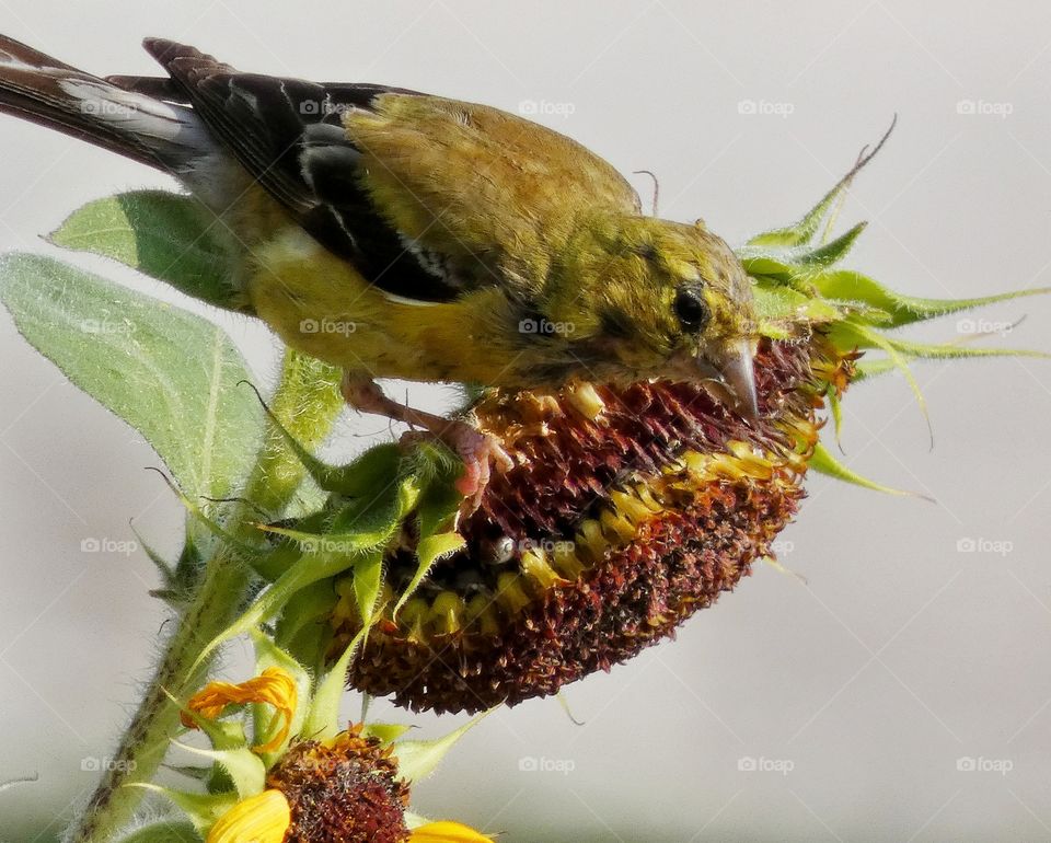 goldfinch