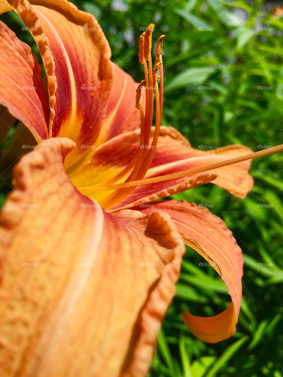 Orange flower close up