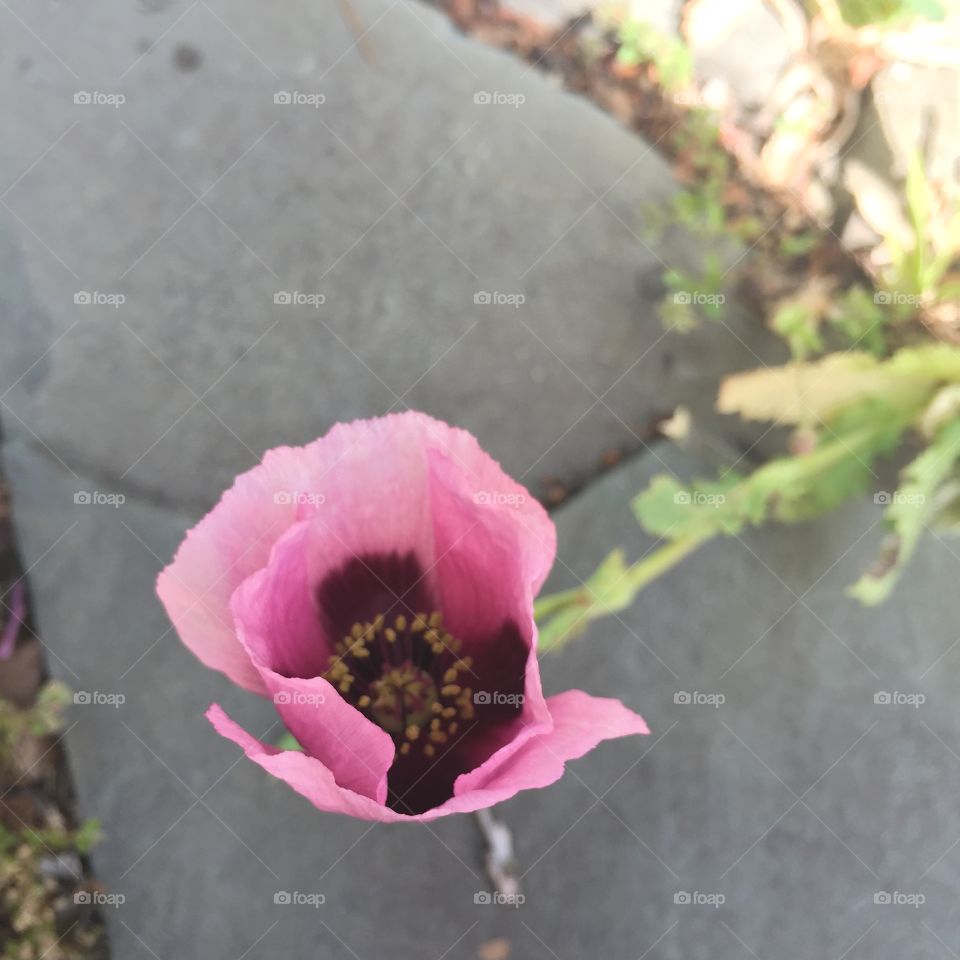 I'm Not a Drug! . Dwarf opium poppy, proof that nature certainly does abhor a vacuum. 