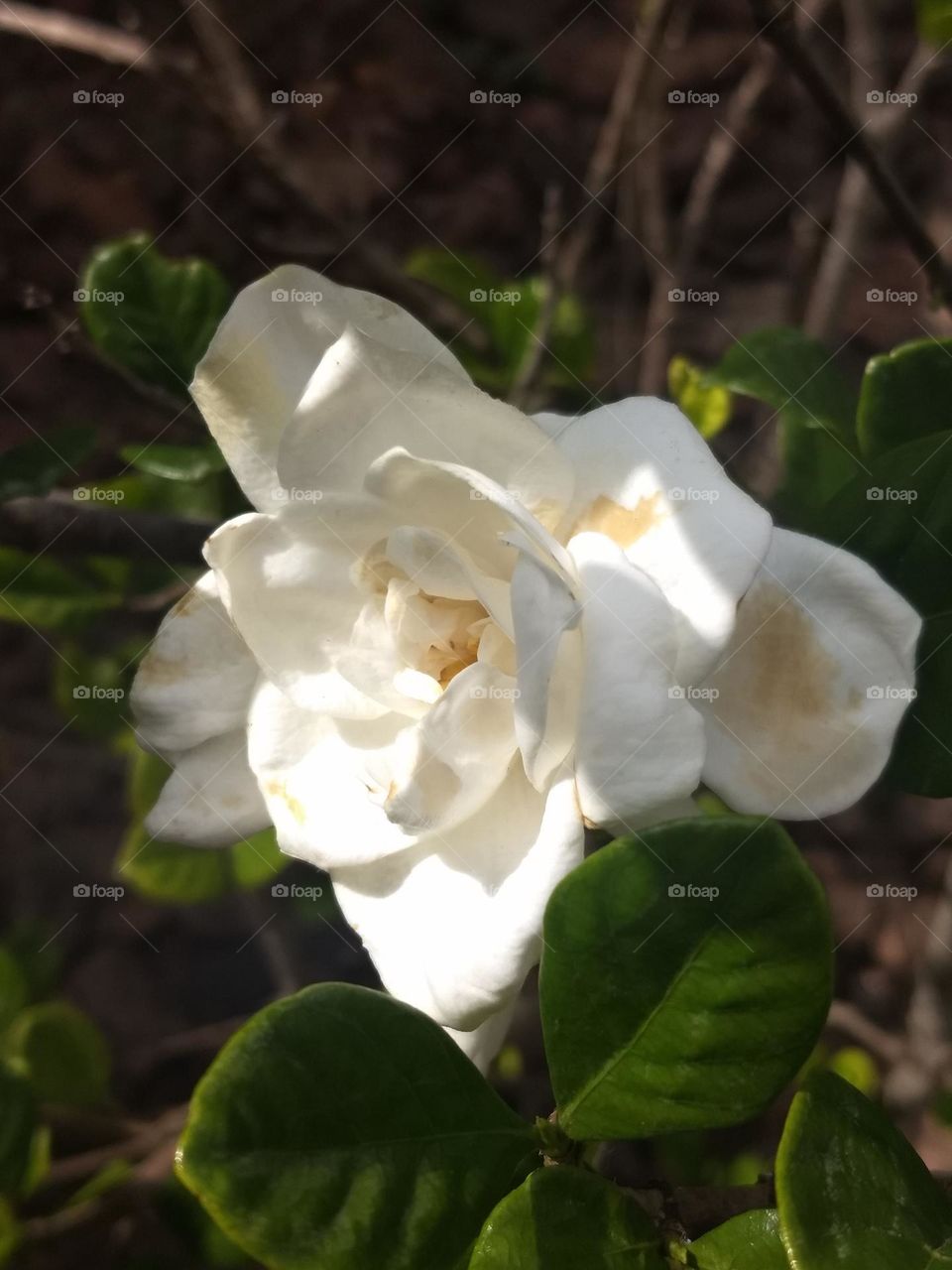 white Flower