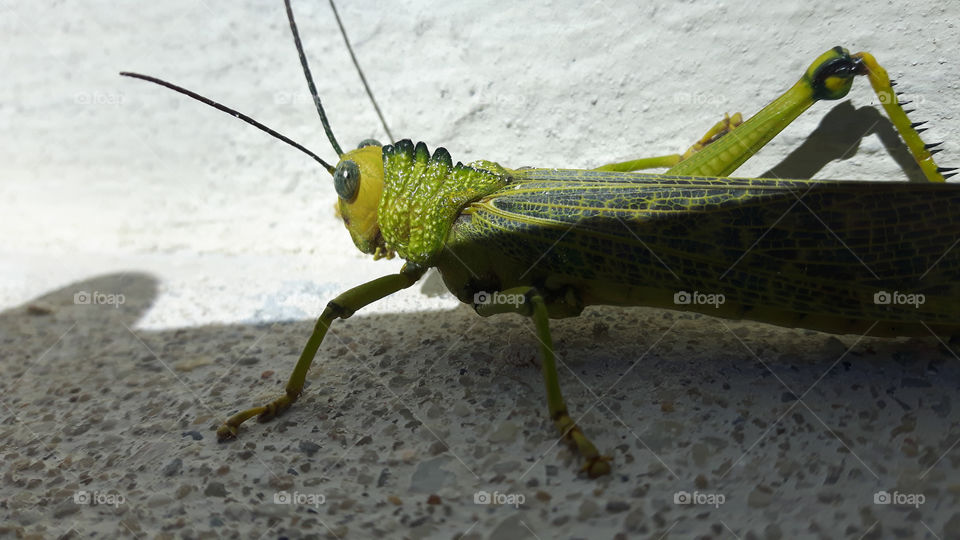Grasshopper