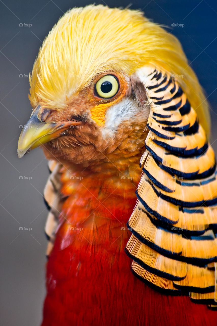 Golden male pheasant macro portrait