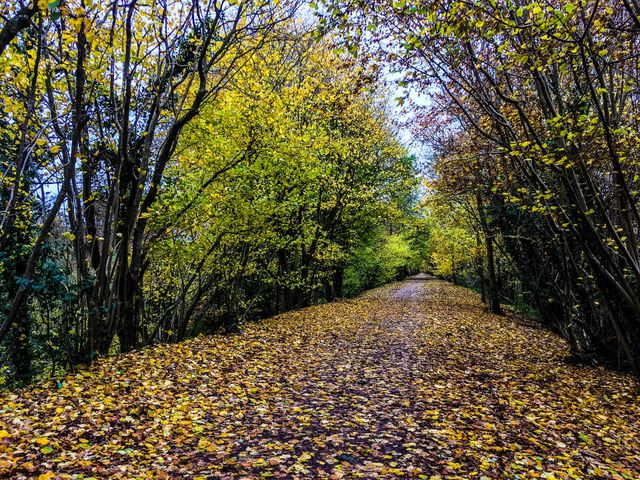 Wood, Leaf, Tree, Fall, Landscape