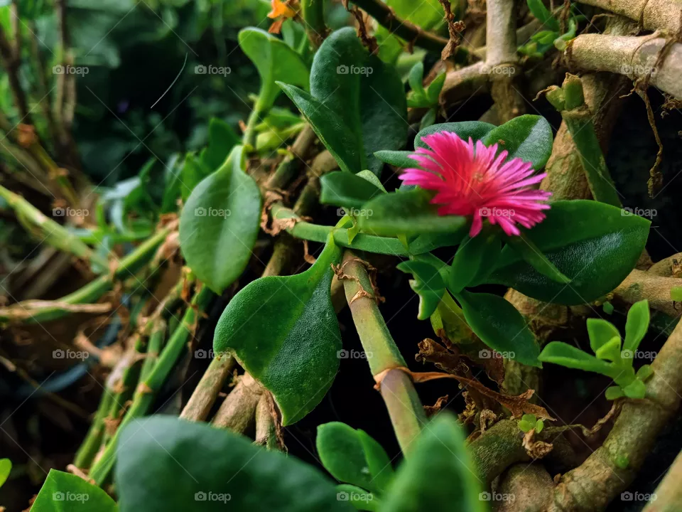 plant