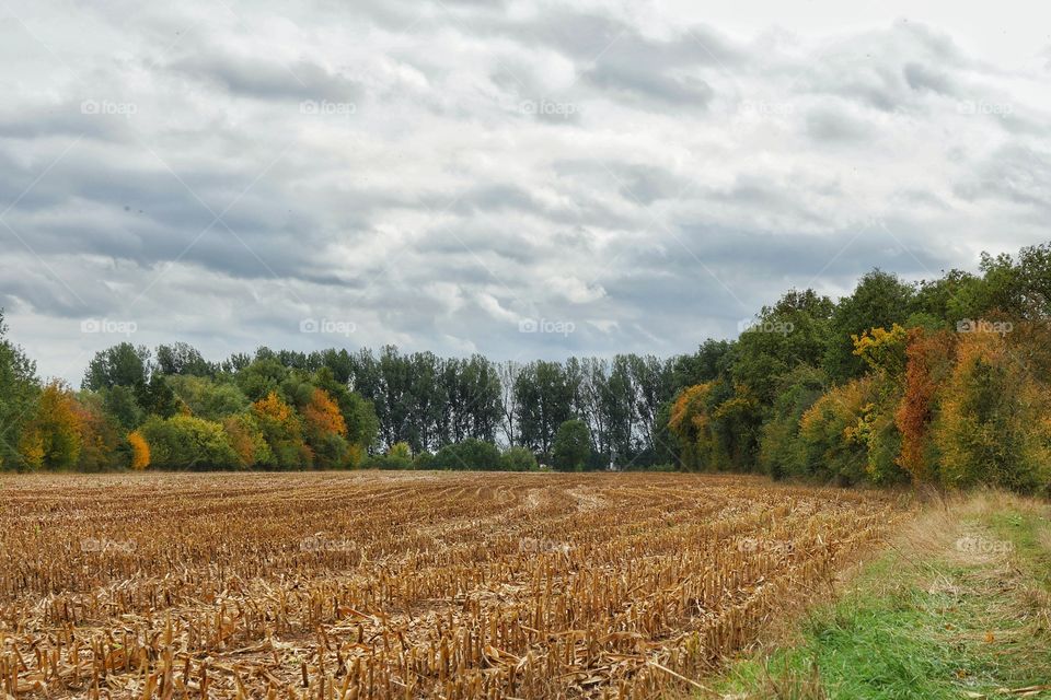 Harvested cornfield