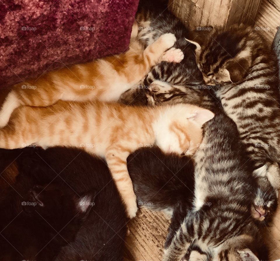 Sleeping kittens
