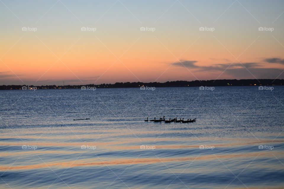 Ducks Swimming on the Patuxent River at Sunset