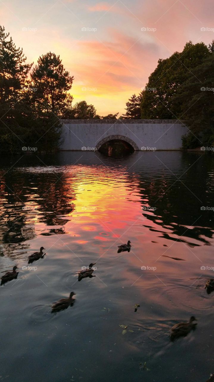 Evening walks by the pond