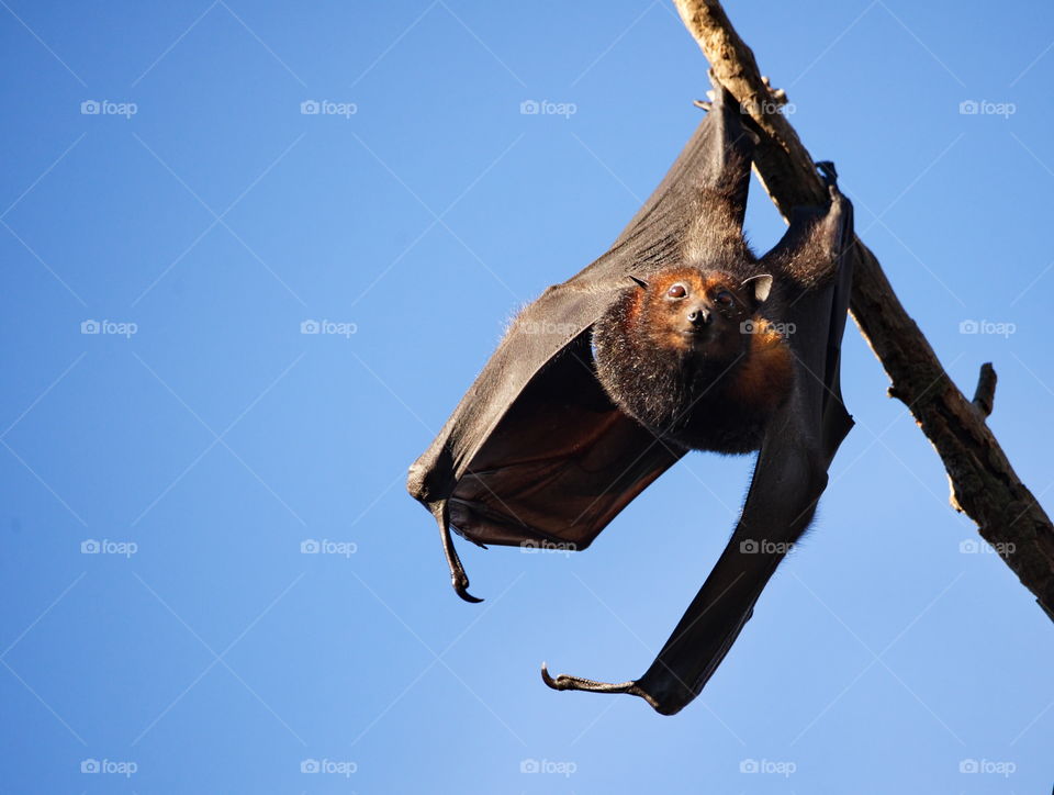 Flying Fox in a tree