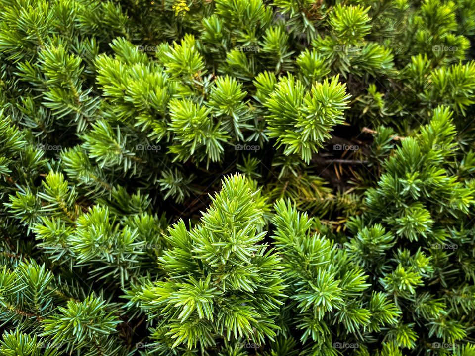 green beauty of flowers