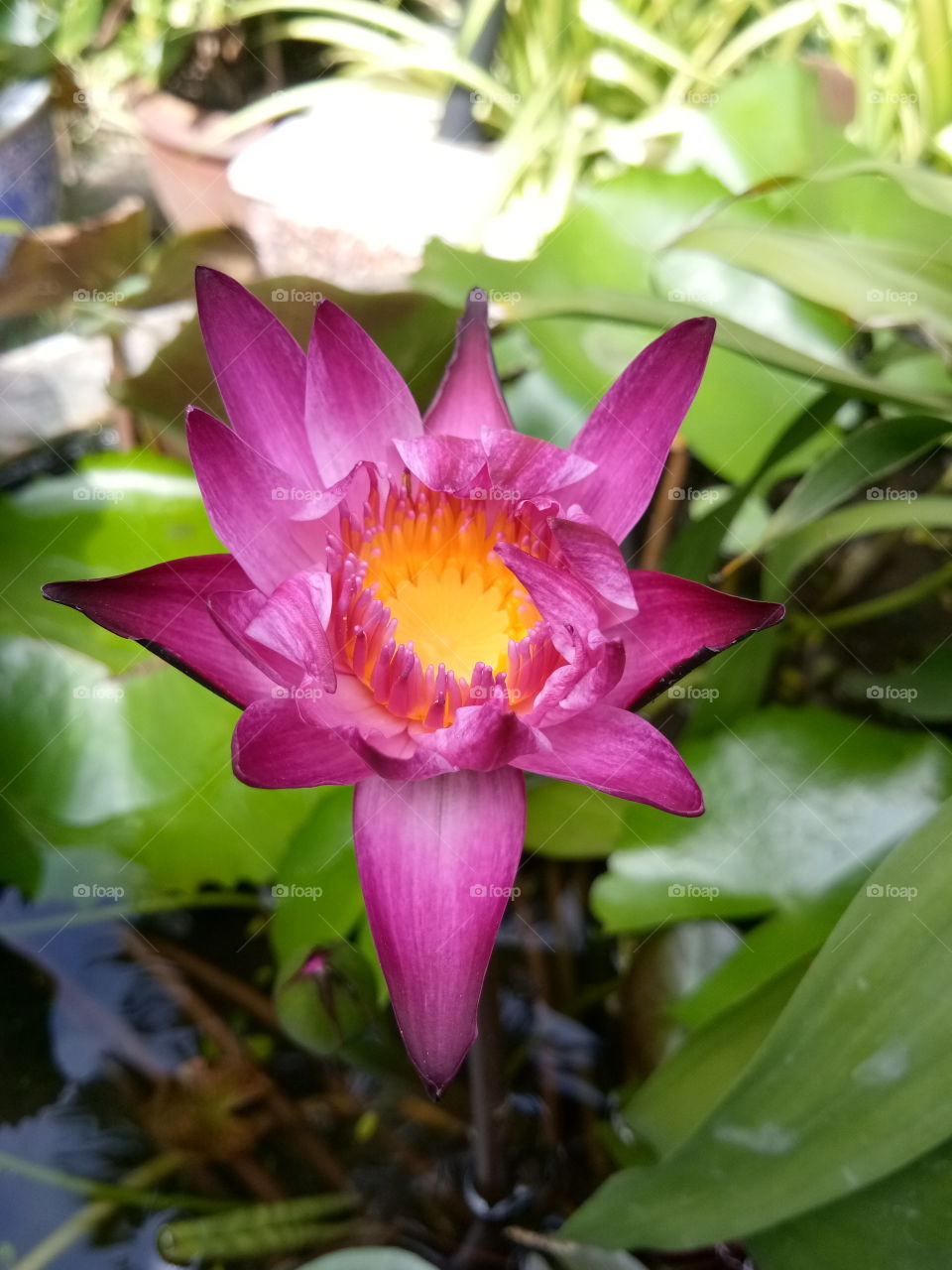 lotus
thailand
lesf
pink